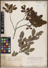 Foto von Salix aurita L. x Salix grandifolia Ser.
